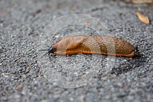 Big red slug is sliding on the ground. Macro, Selective focus