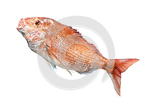 Big Red Snapper fish