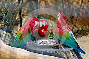 Big red speaking ara parrots in zoo