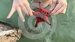 Big red starfish in female hands on tropical beach Starfish on hand Echinaster sepositus Red sea star, underwater image