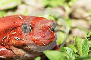 Big red Tomato frogs, Dyscophus antongilii