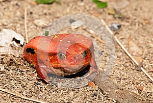 Big red Tomato frogs, Dyscophus antongilii