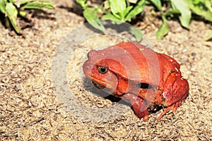 Big red Tomato frogs, Dyscophus antongilii