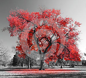 Big Red Tree