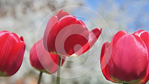 Big red tulips swaying in the wind against blossomy trees in spring