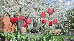 Big red tulips swaying in the wind against blossomy trees in spring