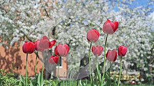 Big red tulips swaying in the wind against blossomy trees in spring