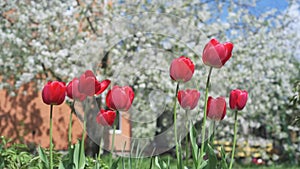 Big red tulips swaying in the wind against blossomy trees in spring