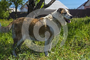 Big red and white mongrel dog on the lawn