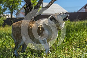 Big red and white mongrel dog on the lawn