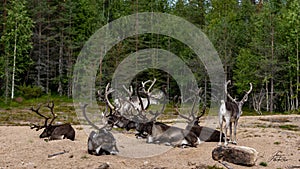 Big reindeer herd finnland white and brown nature photo