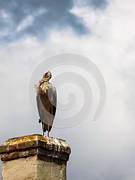 Big respectful stork that inspects a church yard from the height