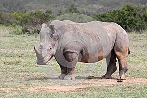 Big Rhino in Africa