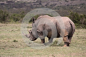 Big Rhino in Africa