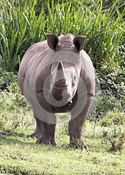 Big Rhino in Africa