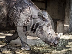 Big Rhinocero eating some grass photo