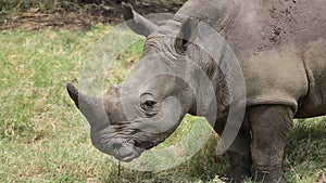 A big rhinoceros in an African safari.