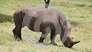 A big rhinoceros in an African safari.