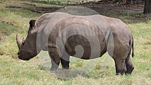 A big rhinoceros in an African safari. photo