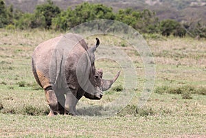 A big Rhinos Africa