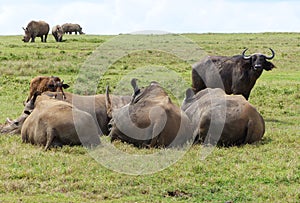 Big Rhinos in Africa