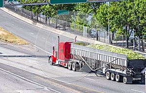 Big rig classic red semi truck transporting harvest of corn cobs in bulk semi trailer driving in the road intersection