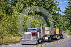 Big rig red semi truck with classic style transporting lumber on flat bed semi trailer driving on winding forest road