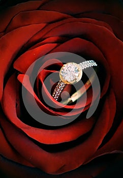 Red rose and a diamond ring for a lovely marriage proposal. Photographed on white photo