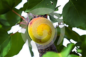 Big ripe apricot on a tree in the garden, growing apricots