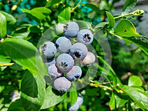 Big, ripe cultivated blueberries or highbush blueberries growing on branches of blueberry bush surrounded with green leaves in