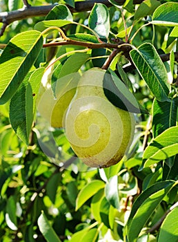 Big ripe fruit on the branch of pear