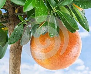 Big ripe grapefruit on the tree. Blue sky background