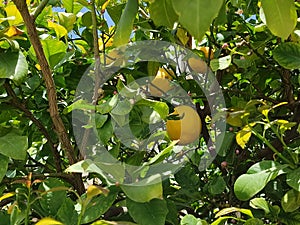 Big ripe lemons growing on a lemon tree in Turkey