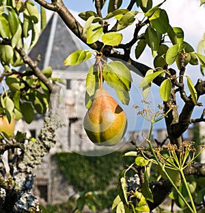 Big ripe pear