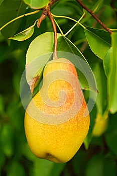 Big ripe pear on the tree