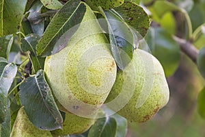 Big ripe pears on the branch