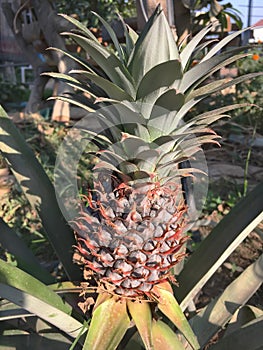 Big ripe pineapple grows on pineapple plant