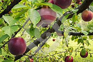 Big ripe round plums in organic orchard garden