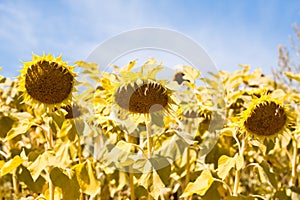 Big ripe sunflower disk heads heavy bend in clear blue summer sky, peaceful sunny midday