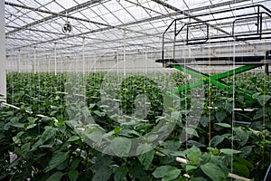 Big ripe sweet bell peppers, green paprika, growing in glass greenhouse, bio farming in the Netherlands