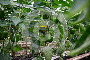 Big ripe sweet bell peppers, green paprika, growing in glass greenhouse, bio farming in the Netherlands