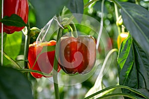 Big ripe sweet bell peppers, paprika plants growing in glass greenhouse, bio farming in the Netherlands