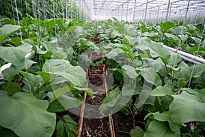 Big ripe sweet bell peppers, paprika plants growing in glass greenhouse, bio farming in the Netherlands