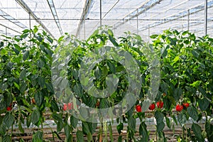 Big ripe sweet bell peppers, red paprika, growing in glass greenhouse, bio farming in the Netherlands