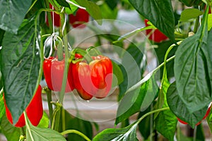 Big ripe sweet bell peppers, red paprika, growing in glass greenhouse, bio farming in the Netherlands