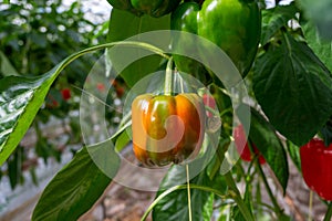 Big ripe sweet bell peppers, red paprika, growing in glass greenhouse, bio farming in the Netherlands