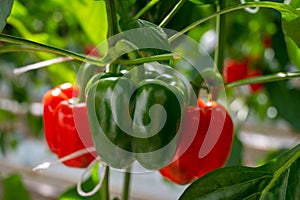 Big ripe sweet bell peppers, red paprika, growing in glass greenhouse, bio farming in the Netherlands