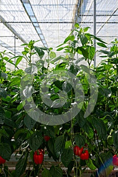 Big ripe sweet bell peppers, red paprika, growing in glass greenhouse, bio farming in the Netherlands