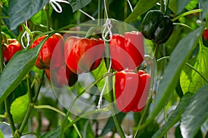 Big ripe sweet bell peppers, red paprika, growing in glass greenhouse, bio farming in the Netherlands