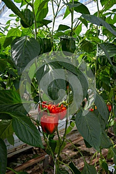 Big ripe sweet bell peppers, red paprika, growing in glass greenhouse, bio farming in the Netherlands